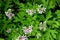 Pelargonium graveolens, Rose Geranium, Sweet scented geranium