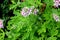 Pelargonium graveolens, Rose Geranium, Sweet scented geranium