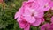 Pelargonium x hortorum Bailey Pink Color Flowers