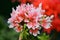 Pelargonium Hortorum flowers in light salmon color