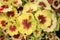 Pelargonium x hortorum `Indian Dunes`, zonal geranium
