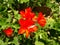 Pelargonium hortorum with insect