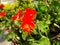 Pelargonium hortorum with insect in a sunny day