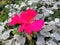 Pelargonium inquinans, the scarlet geranium