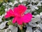 Pelargonium inquinans, the scarlet geranium