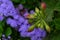 Pelargonium knot over purple group flowers - from on high