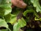 Pelargonium leaf with grey mould Botrytis cinerea