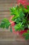 Pelargonium leaves. Lemon scented pelargonium - home plant in red flowerpot.