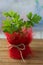 Pelargonium leaves. Lemon scented pelargonium - home plant in red flowerpot.