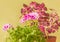 Pelargonium Lemona l-roze against  leaves Coleus  background