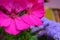 Pelargonium over purple group flowers - detail