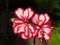 Pelargonium peltatum Ivy geranium. Outdoor garden summer flower with red and white blooms on blurred dark background.