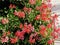 Pelargonium peltatum. Red, pink and magenta blooming ivy geraniums in a city park. Vertical landscaping of a garden