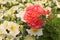 Pelargonium and petunia