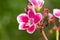 Pelargonium Pink flower, close up. Rose Geranium, pink blossom with purple strips. Scented Pelargonium Graveolens is