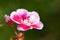 Pelargonium Pink flower, close up. Rose Geranium, pink blossom with purple strips. Scented Pelargonium Graveolens is