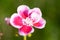 Pelargonium Pink flower, close up. Rose Geranium, pink blossom with purple strips. Scented Pelargonium Graveolens is