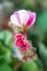 Pelargonium pink flowers