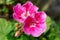 Pelargonium pink flowers