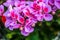 A pelargonium, pink geranium on the branch in the garden in spring