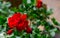 Pelargonium plant with dark red flowers, natural antiseptic plant that cleans the air. Closeup Pelargonium peltatum cuttings known
