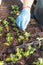 Pelargonium planting in nursery tray