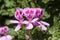 Pelargonium Quercifolium Oak-leaved Geranium