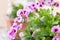 Pelargonium regal in a pot