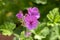 Pelargonium scabrum violet purple flowers in bloom, ornamental flowering plant