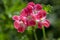 Pelargonium scabrum violet purple flowers in bloom, ornamental flowering plant