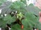 Pelargonium tiny buds close up