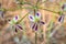 (Pelargonium Triste) Night scented pelargonium Wild flower during springtime