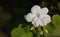 Pelargonium zonal Chandelier White - plant flower