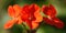 Pelargonium zonal Chandelier White - plant flower