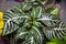 Pelargonium zonal plant with a beautiful pattern of leaves. Fauna, plants