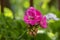 Pelargonium zonale cultivated ornamental pot flowering plant, group of purple pink flowers in bloom, green stem