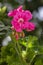 Pelargonium zonale cultivated ornamental pot flowering plant, group of purple pink flowers in bloom, green stem