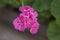 Pelargonium zonale cultivated ornamental pot flowering plant, group of purple pink flowers in bloom, green stem