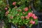 Pelargonium zonale `Fireworks Red-White` in a flower pot. Berlin, Germany