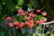 Pelargonium zonale, geranium, zonal geranium or zonal pelargonium,  is a species of Pelargonium in the geranium family. Berlin