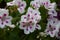 Pelargonium Zonale White-Pink