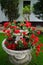 Pelargoniums with red flowers hang from an old fountain in the garden in May. Berlin, Germany