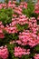 Pelargoniums rings