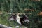 Pelecanus carbo, adult great cormorant bird