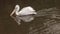 Pelecanus Erythrorhynchos - American White Pelican on river