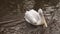 Pelecanus Erythrorhynchos - American White Pelican on river