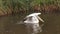 Pelecanus Erythrorhynchos - American White Pelican on river