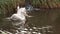 Pelecanus Erythrorhynchos - American White Pelican on river