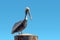 Pelecanus occidentalis brown pelican