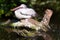 Pelecanus onocrotalus / The great white pelican, zoological garden, Troja district, Prague, Czech republic